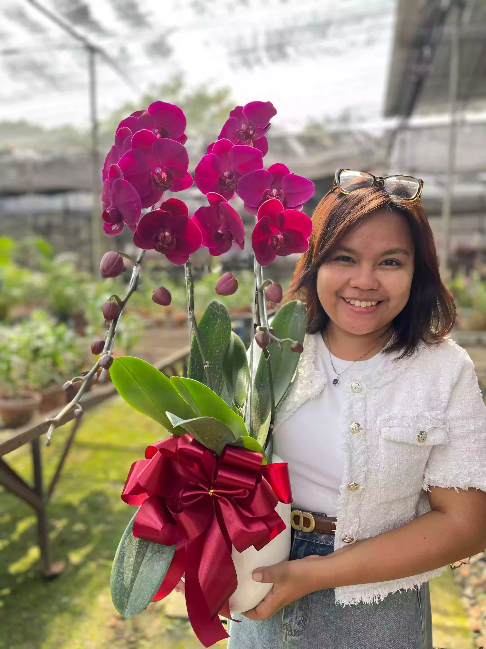 Anggrek Bulan (Phalaenopsis) Isi 2 Plant/Pot - Gambar 2