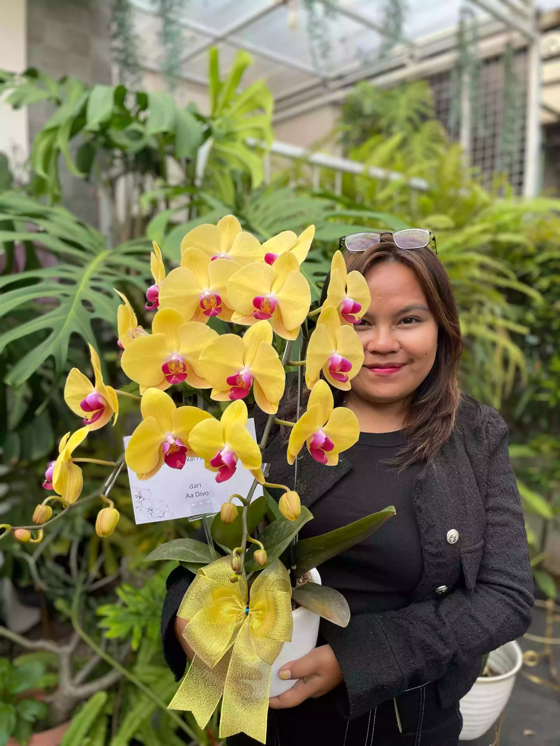 Anggrek Bulan (Phalaenopsis) Isi 2 Plant/Pot - Gambar 3